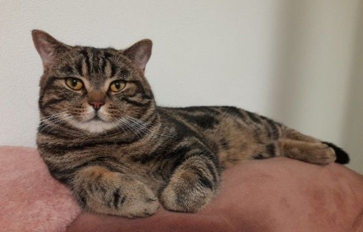 BKH Silber Tabby Classic BKH Silber Tabby Classic