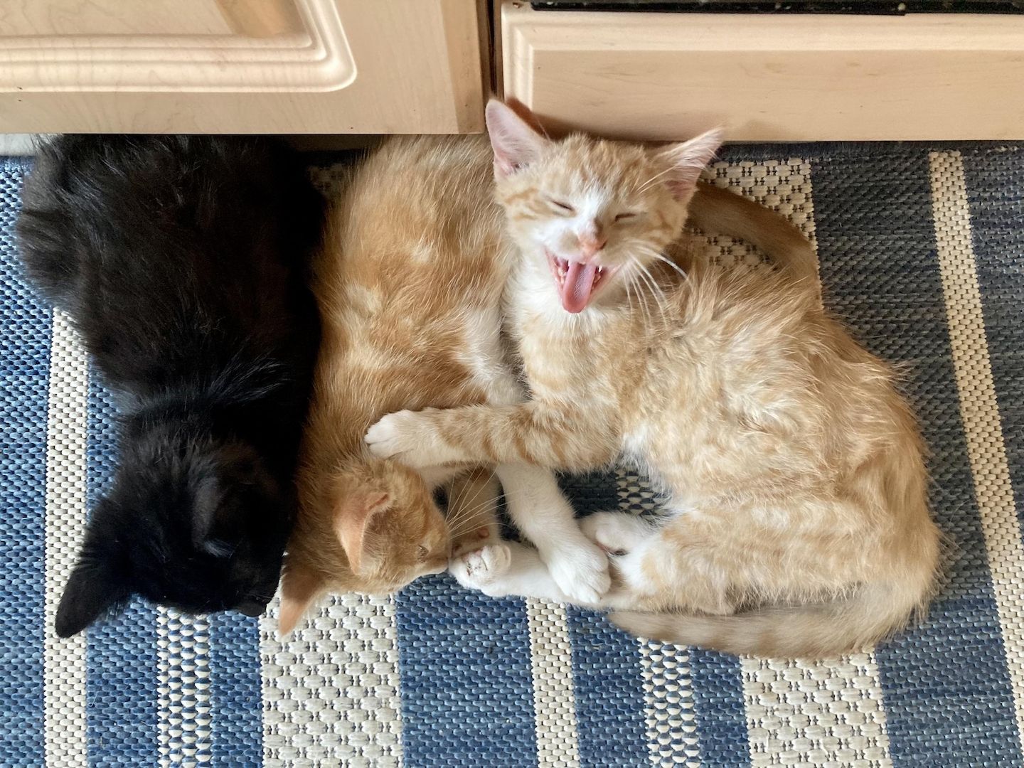 BKH Mix Pärchen zum Liebhaben - Simba und Tini