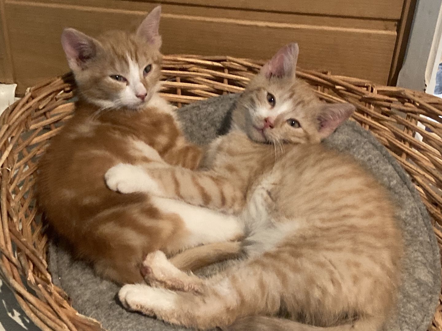 BKH Mix Pärchen zum Liebhaben - Simba und Tini