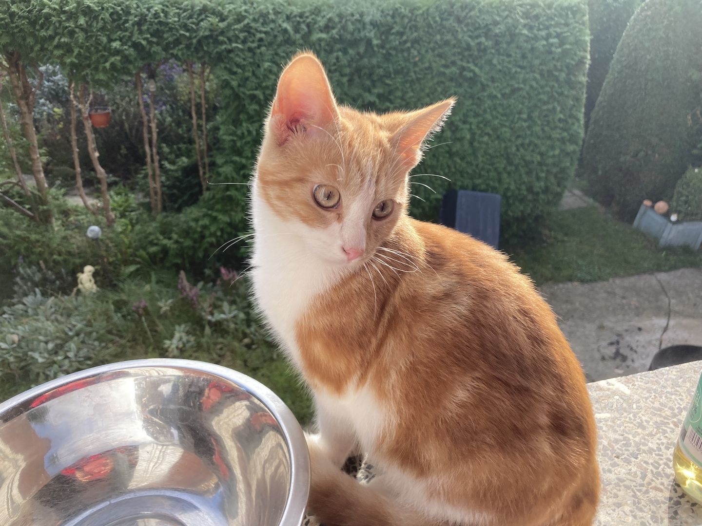 BKH Mix Pärchen zum Liebhaben - Simba und Tini