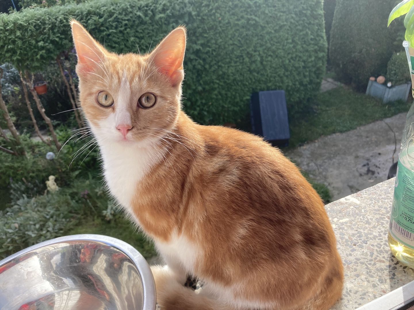 BKH Mix Pärchen zum Liebhaben - Simba und Tini