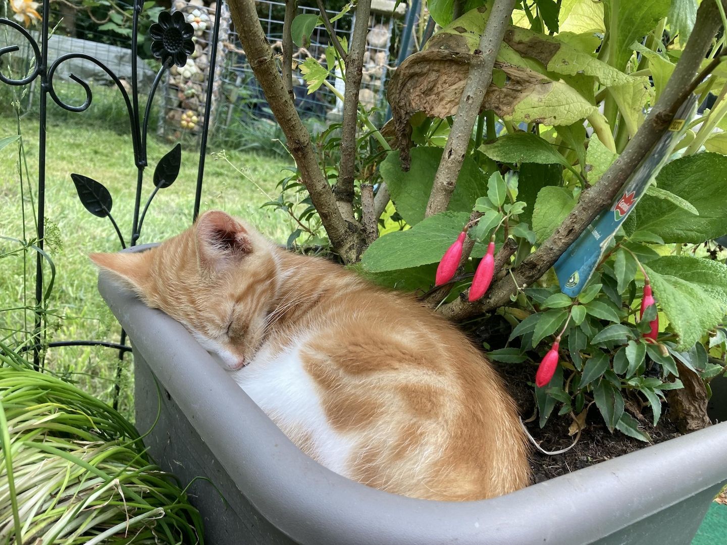 BKH Mix Pärchen zum Liebhaben - Simba und Tini