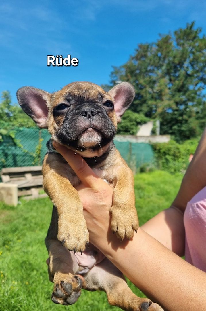 Reinrassige Französiche bulldogge