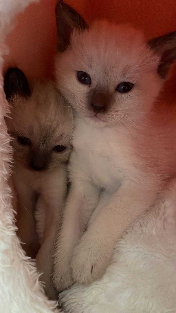 Reinrassige Siam Kitts