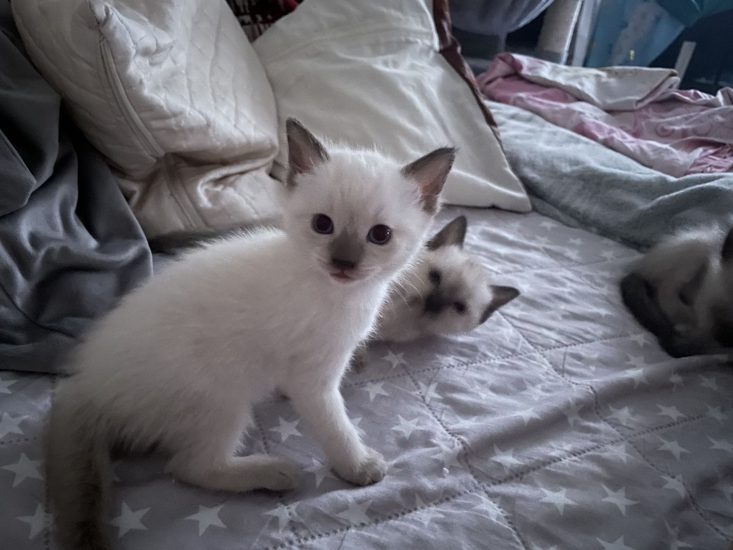 Reinrassige Siam Kitts