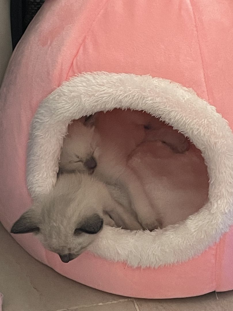 Reinrassige Siam Kitts