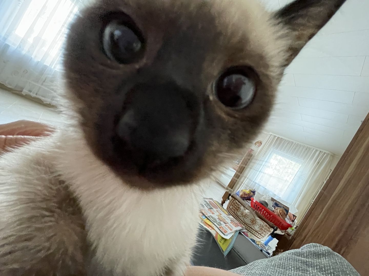 Reinrassige Siam Kitts