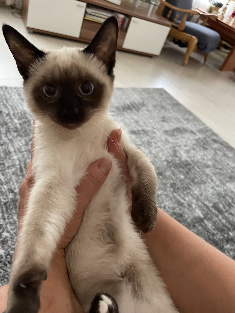 Reinrassige Siam Kätzchen