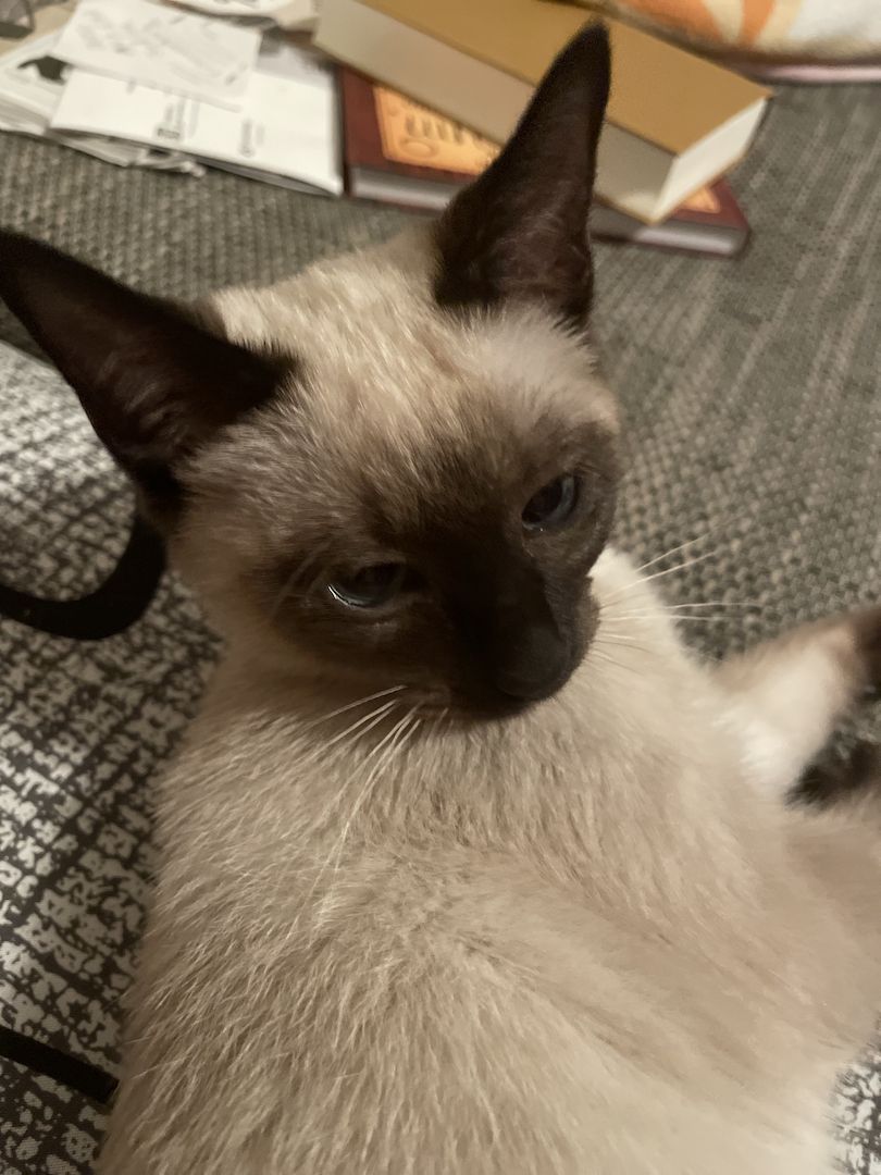 Reinrassige Siam Kätzchen