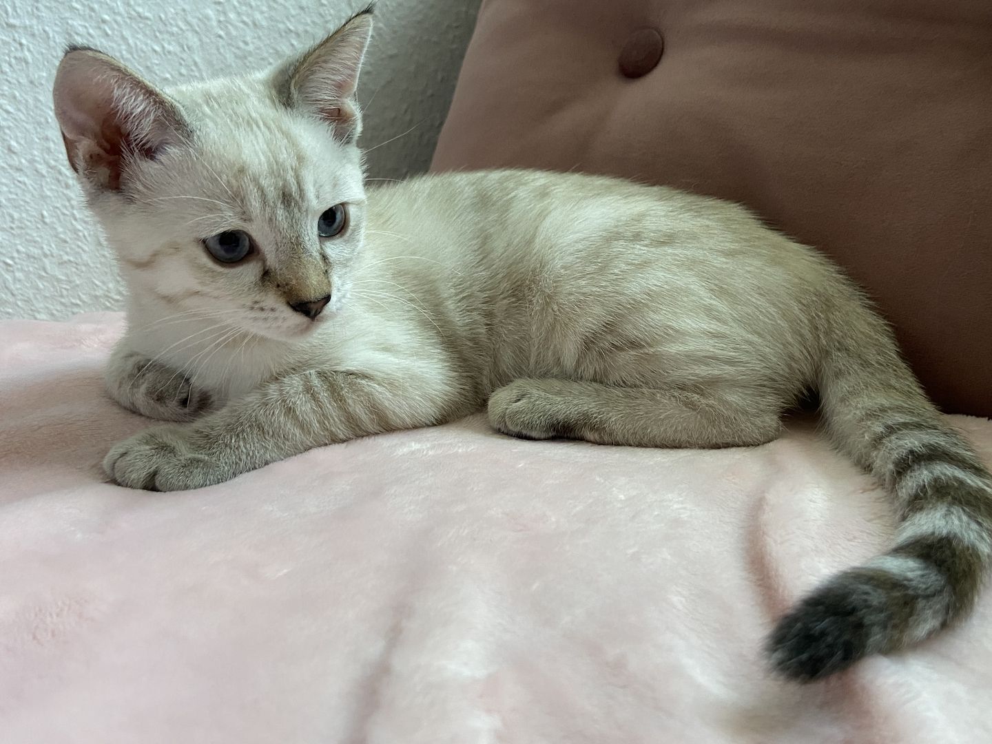 Reinrassige Bengalkitten