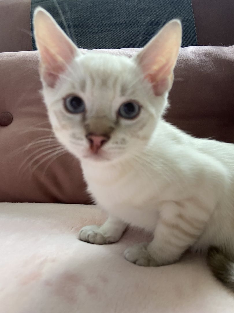 Reinrassige Bengalkitten