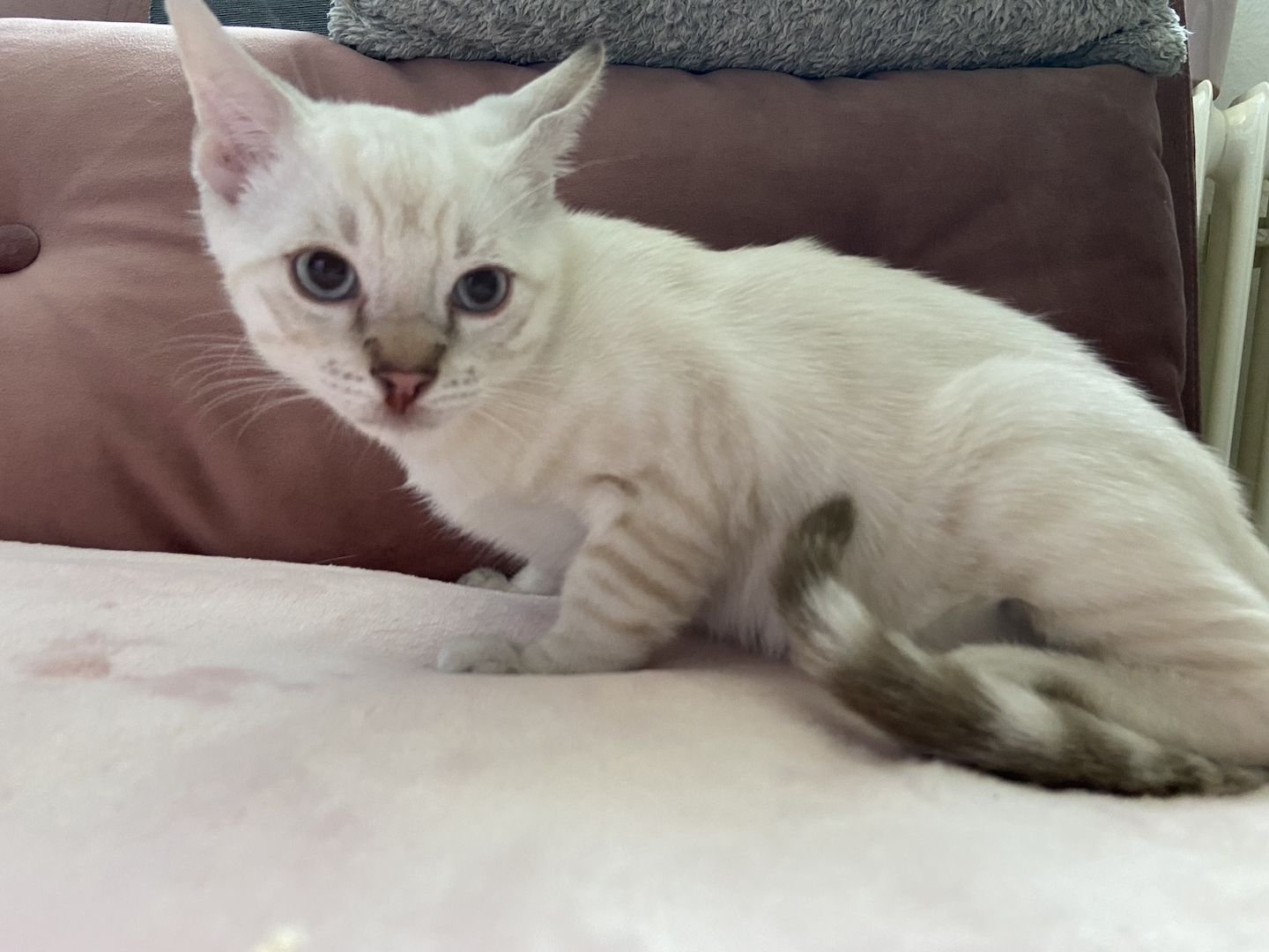 Reinrassige Bengalkitten