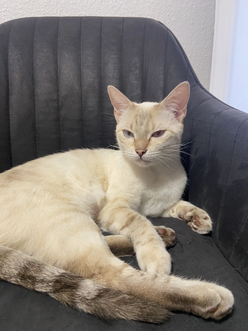 Reinrassige Bengalkitten