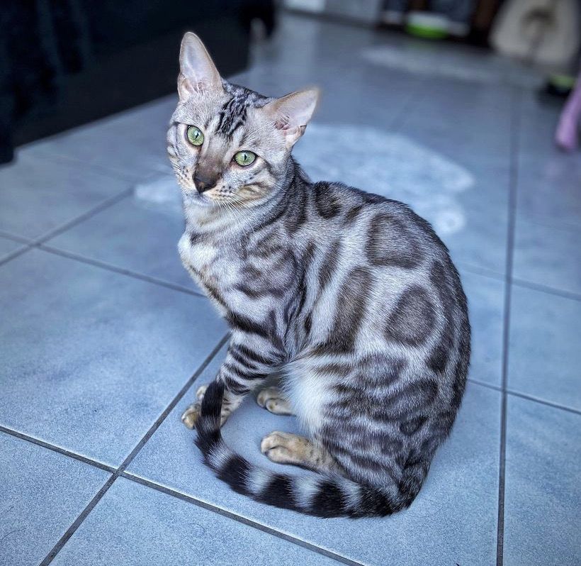 Reinrassige Bengalkitten