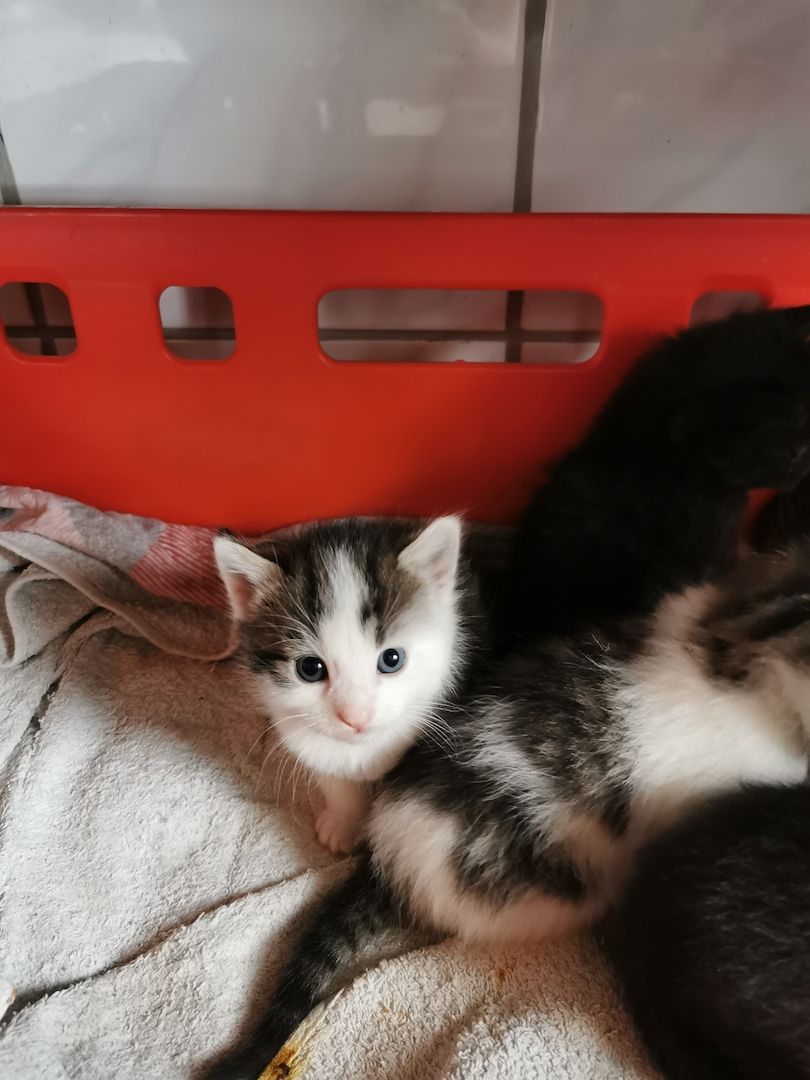 Katzenbabies