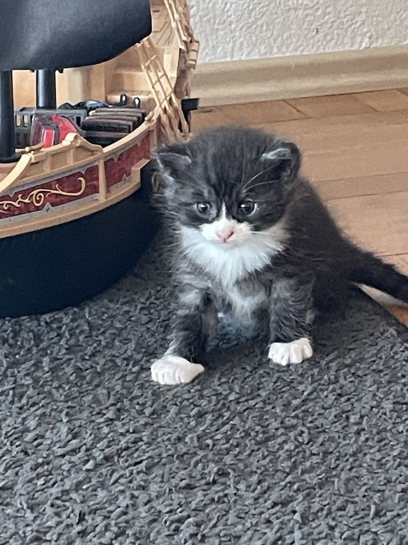 3 Maine Coon Mischlingskatzen suchen ein neues Zuhause