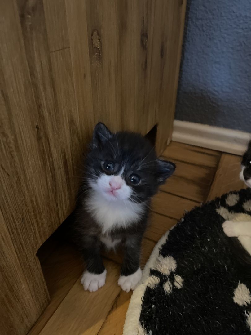 3 Maine Coon Mischlingskatzen suchen ein neues Zuhause