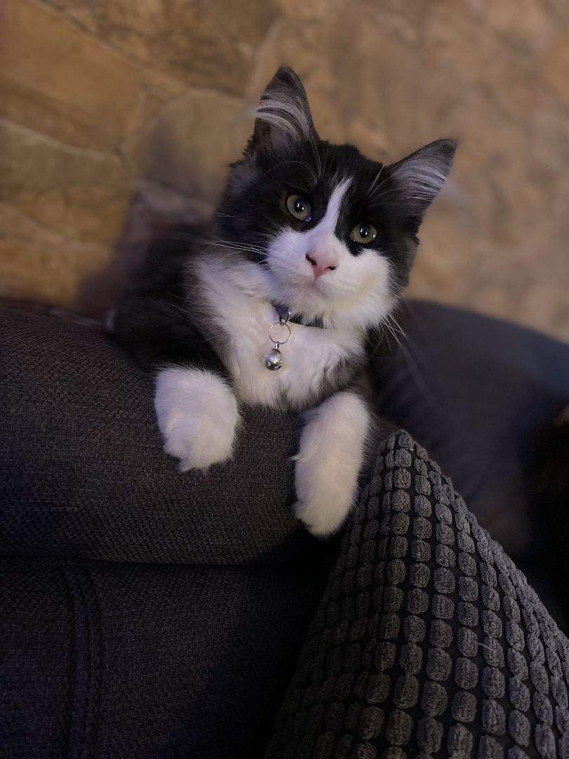 3 Maine Coon Mischlingskatzen suchen ein neues Zuhause