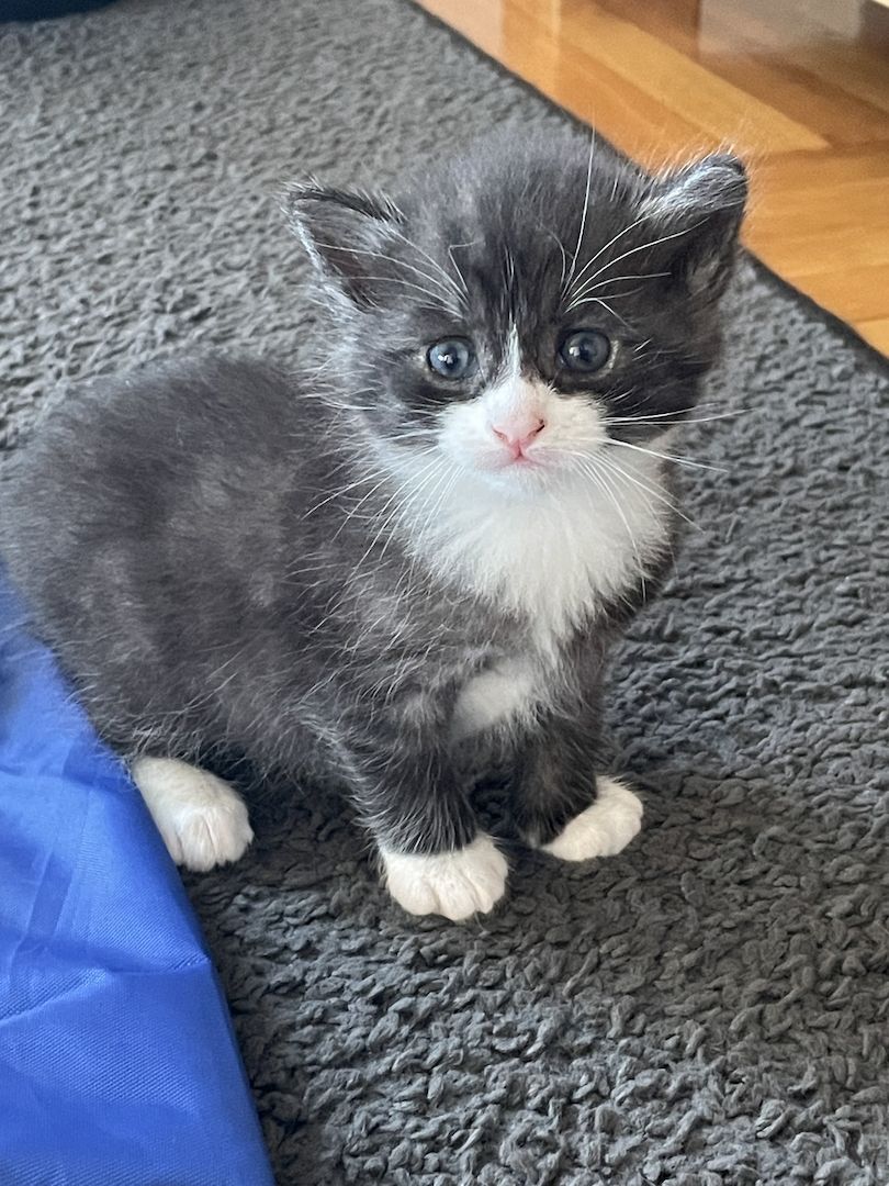 3 Maine Coon Mischlingskatzen suchen ein neues Zuhause