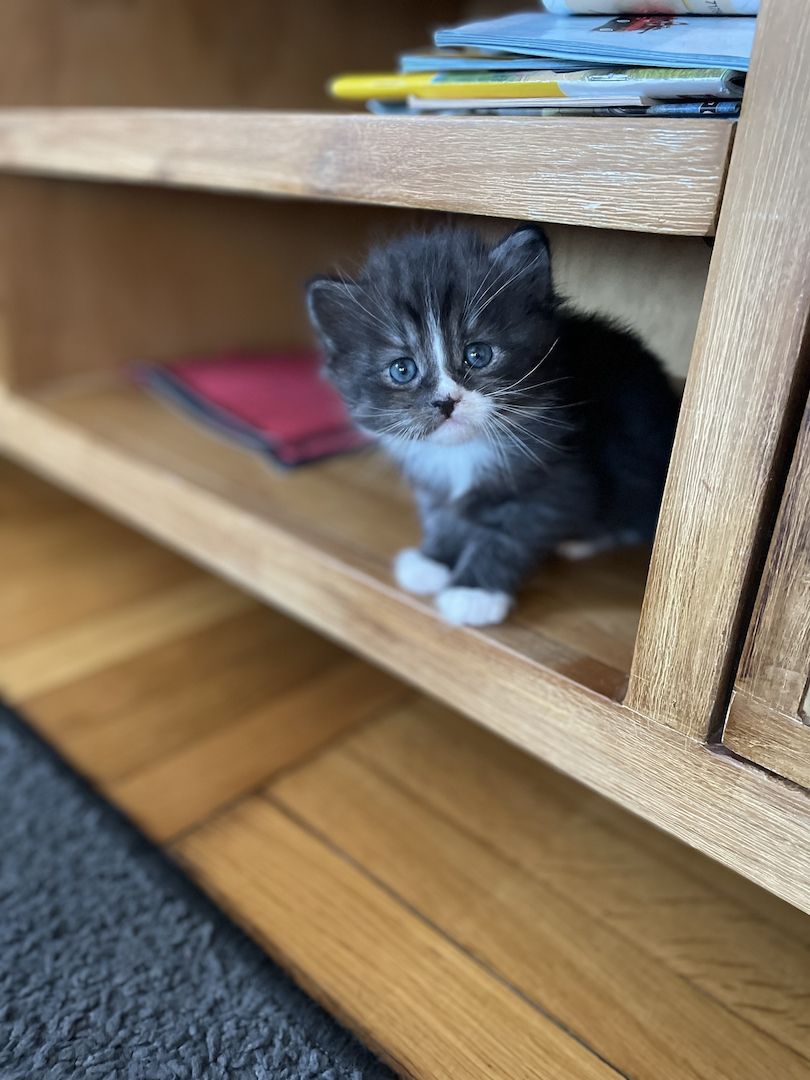 3 Maine Coon Mischlingskatzen suchen ein neues Zuhause
