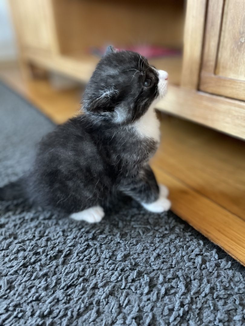 3 Maine Coon Mischlingskatzen suchen ein neues Zuhause