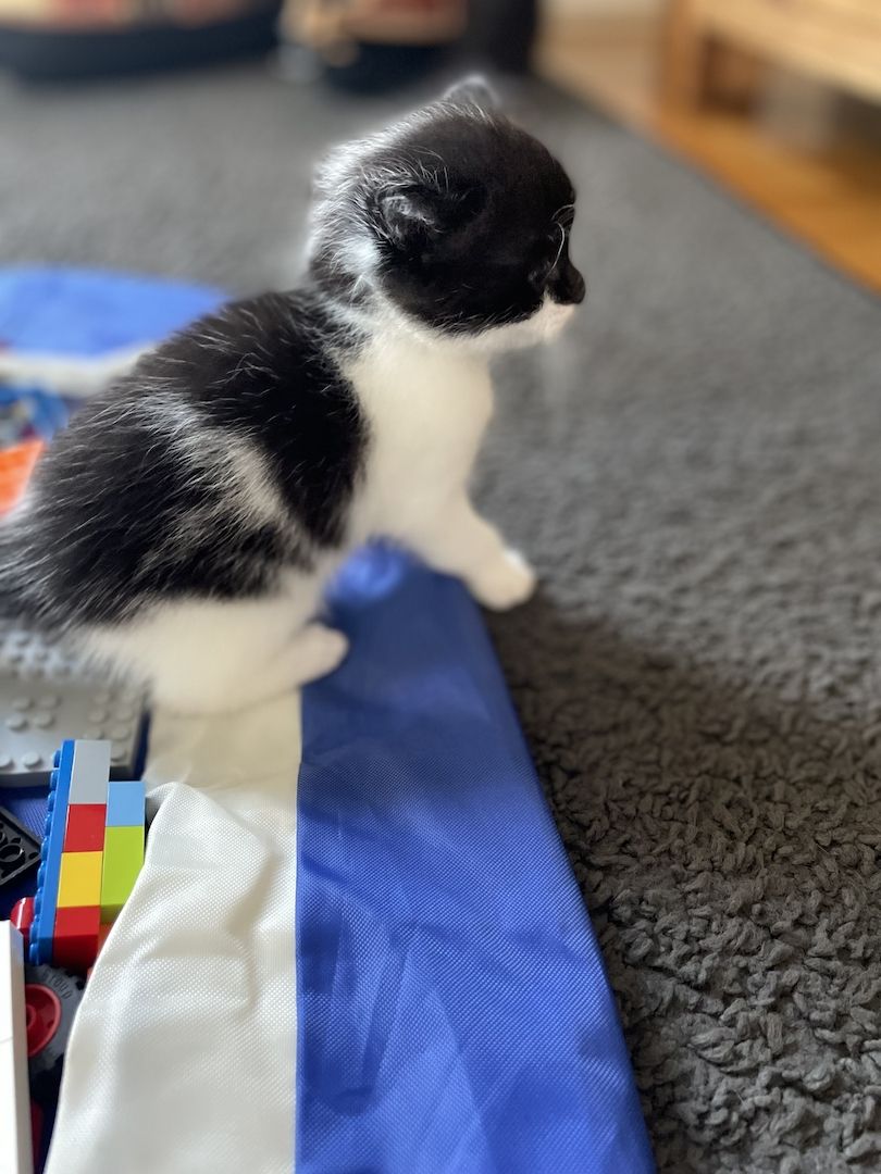 3 Maine Coon Mischlingskatzen suchen ein neues Zuhause