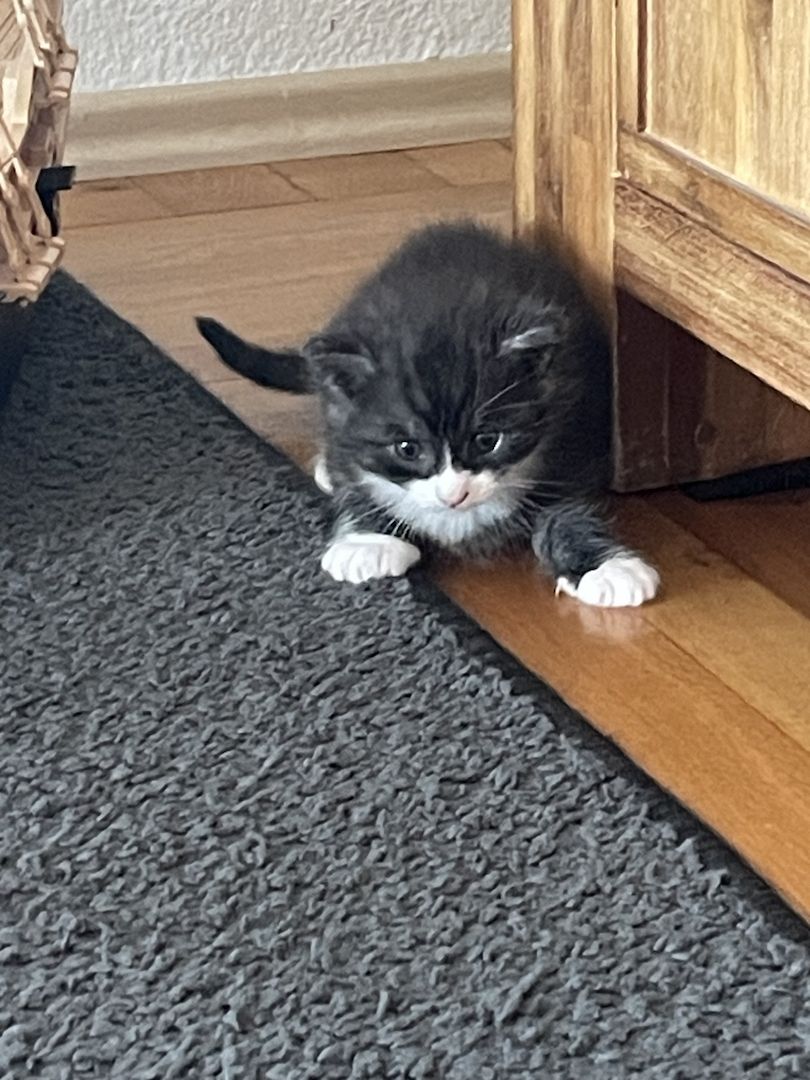 3 Maine Coon Mischlingskatzen suchen ein neues Zuhause