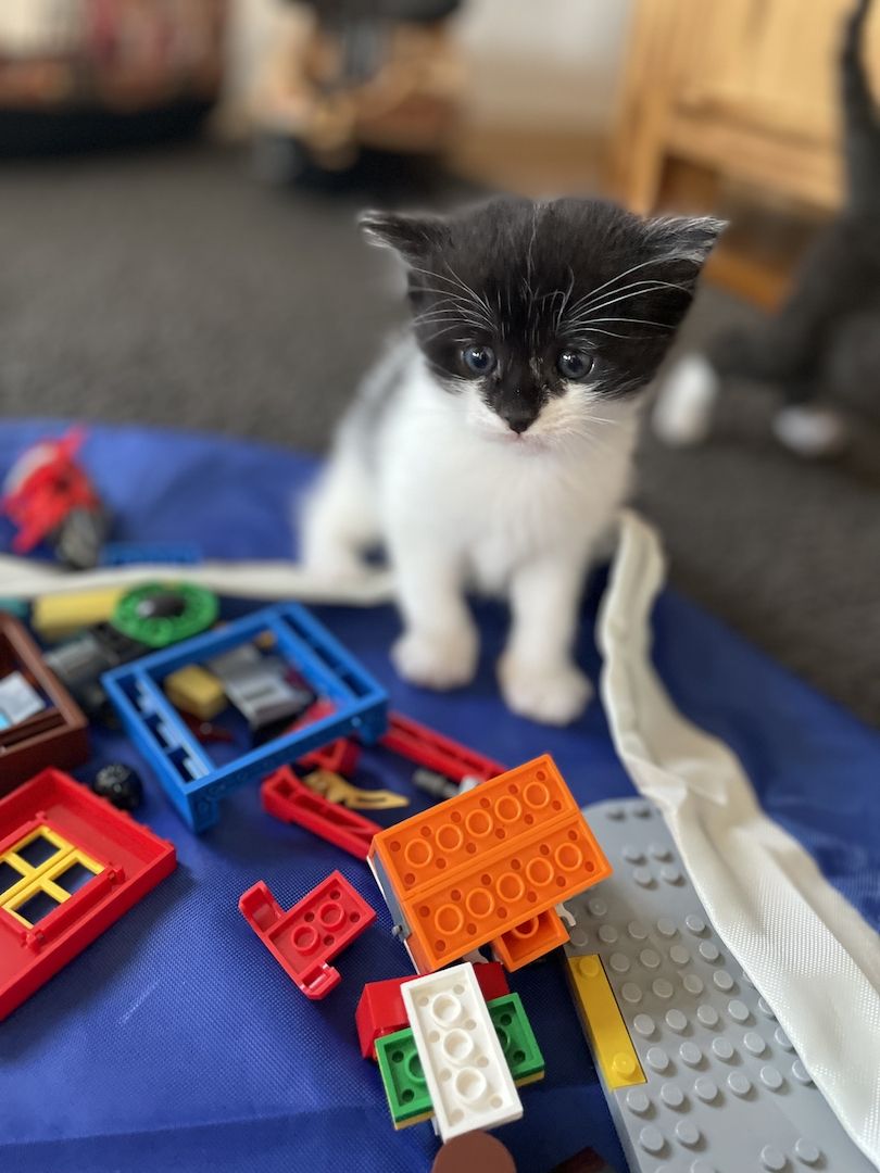 3 Maine Coon Mischlingskatzen suchen ein neues Zuhause