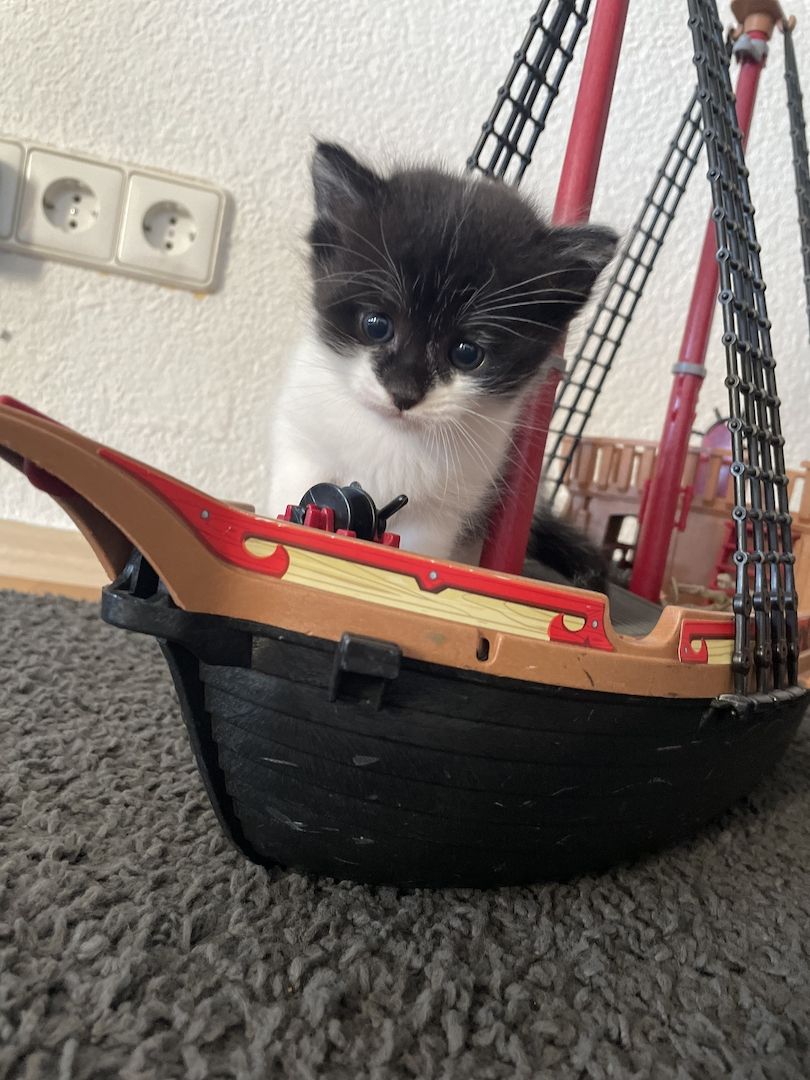 3 Maine Coon Mischlingskatzen suchen ein neues Zuhause