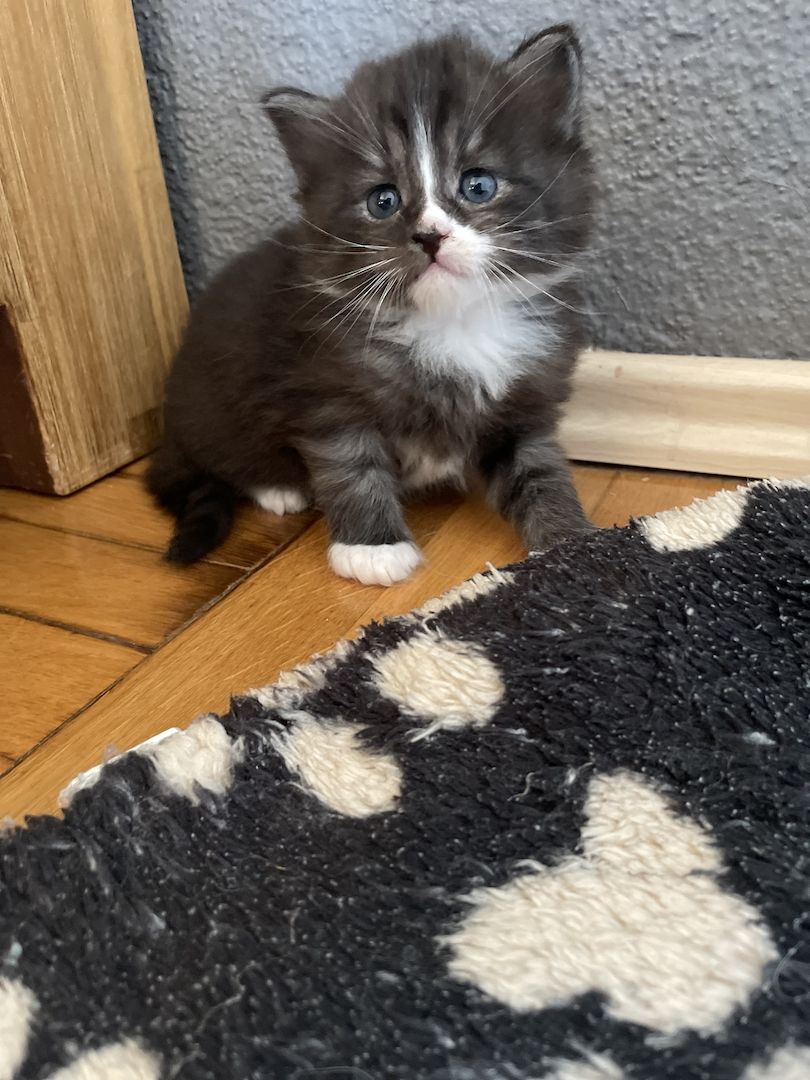 3 Maine Coon Mischlingskatzen suchen ein neues Zuhause