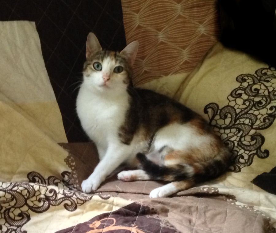 Wunderschönes Glückskatzen-Duo Wunderschönes Glückskatzen-Duo