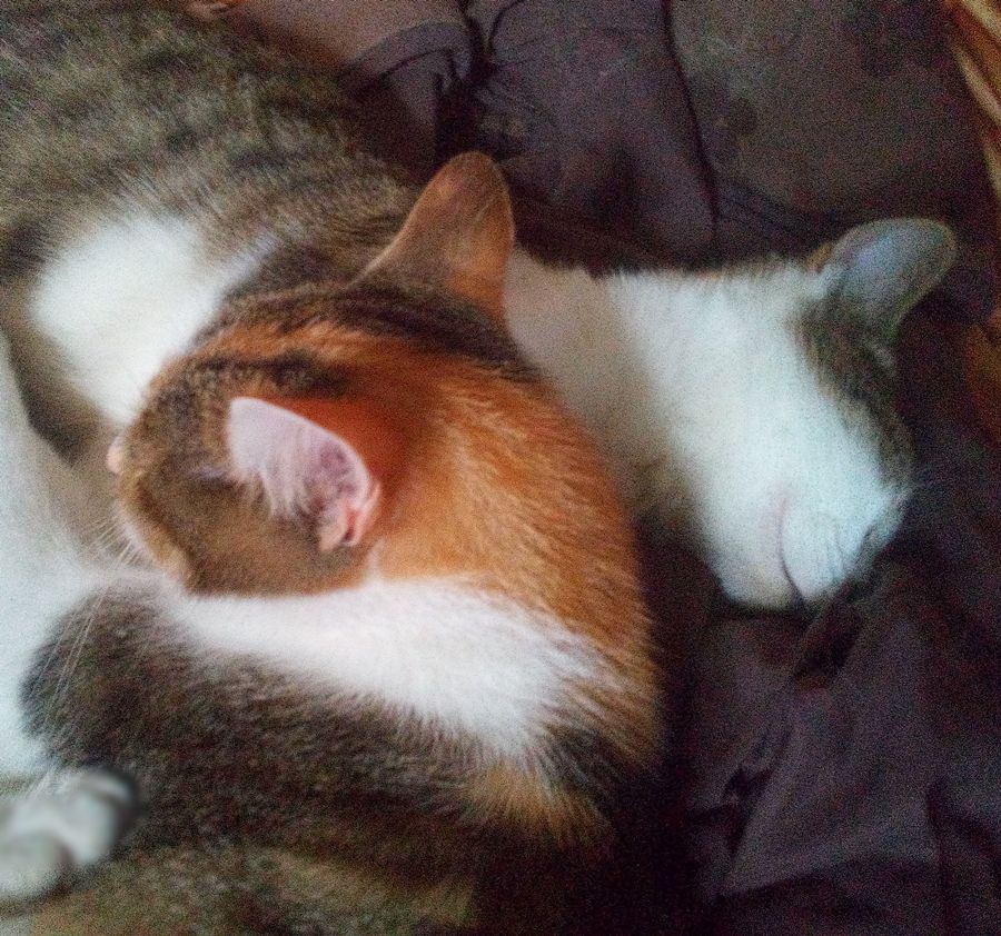 Wunderschönes Glückskatzen-Duo Wunderschönes Glückskatzen-Duo