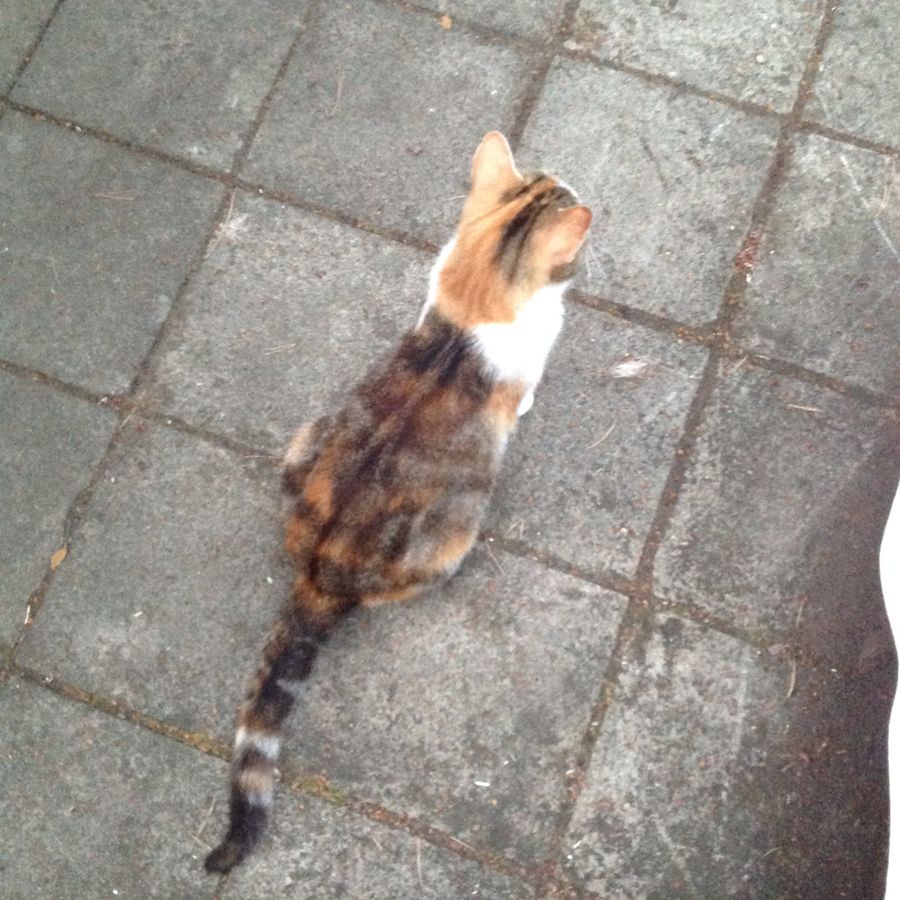 Wunderschönes Glückskatzen-Duo Wunderschönes Glückskatzen-Duo