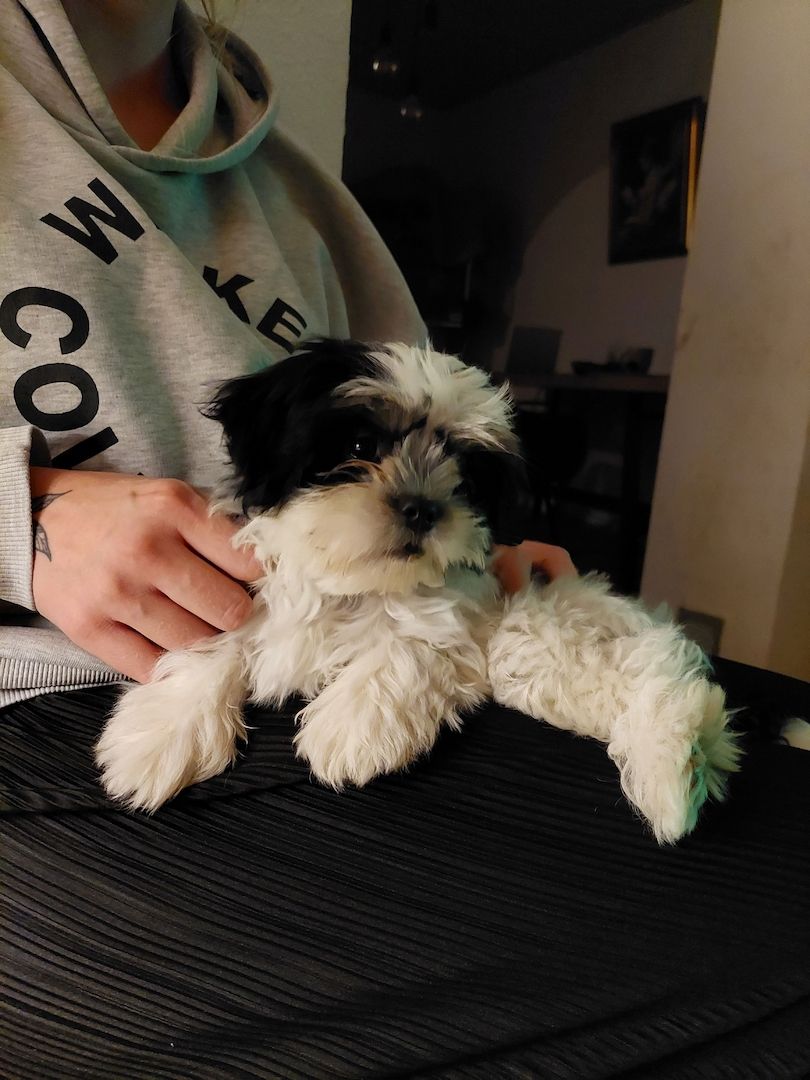 Shi Tzu - Malteser Mischlingswelpen Shi Tzu - Malteser Mischlingswelpen