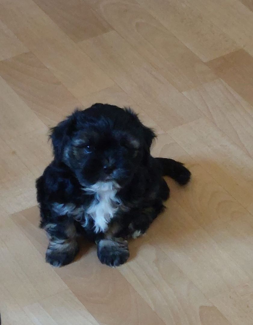 Shi Tzu - Malteser Mischlingswelpen Shi Tzu - Malteser Mischlingswelpen