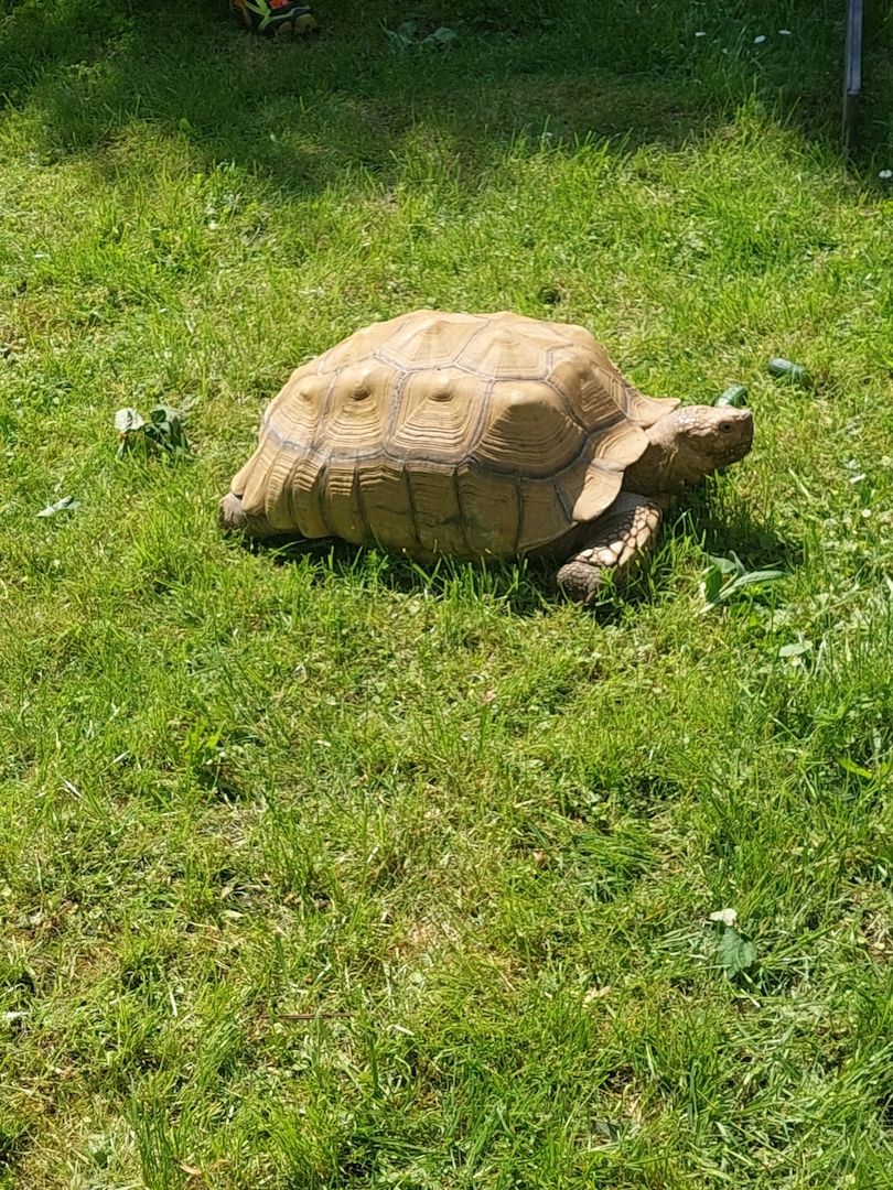Spornschildkröte 50 cm Spornschildkröte 50 cm