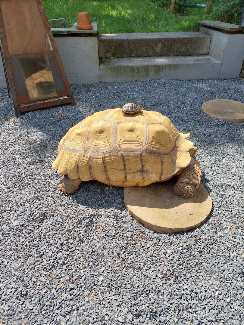 Spornschildkröte 50 cm Spornschildkröte 50 cm