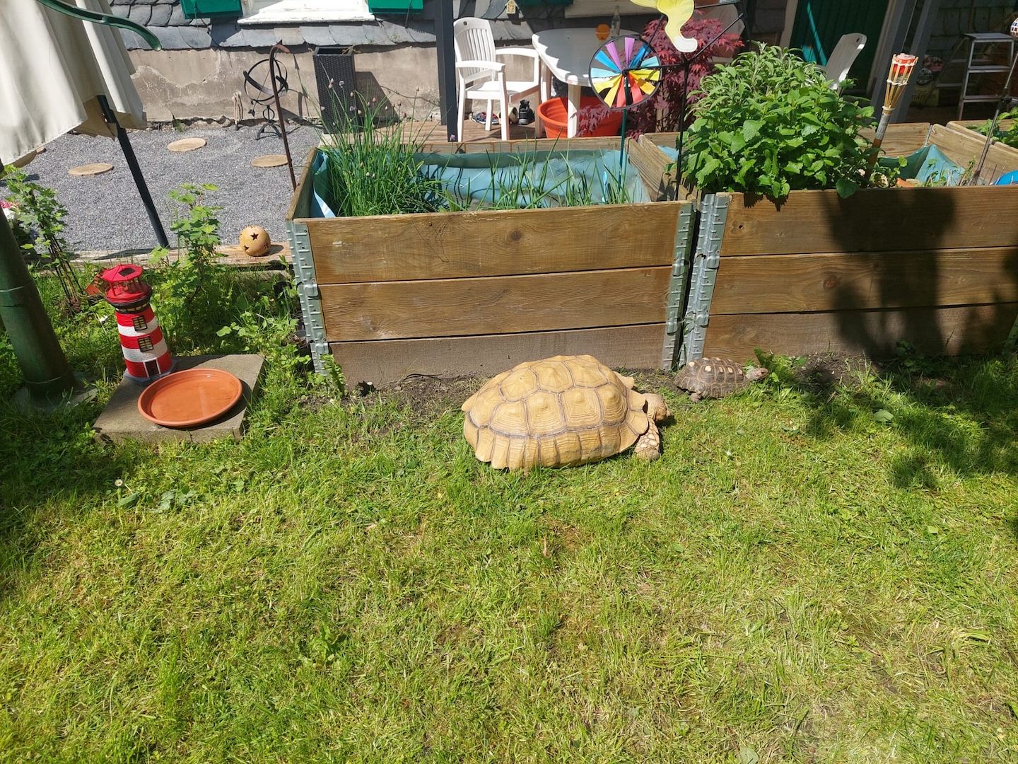 Spornschildkröte 50 cm Spornschildkröte 50 cm