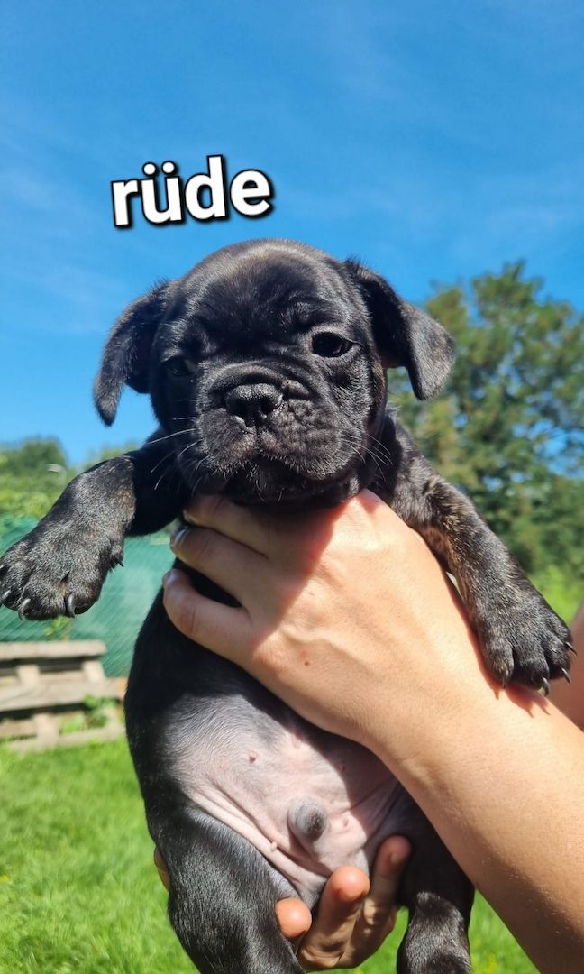 Reinrassige Französiche bulldogge