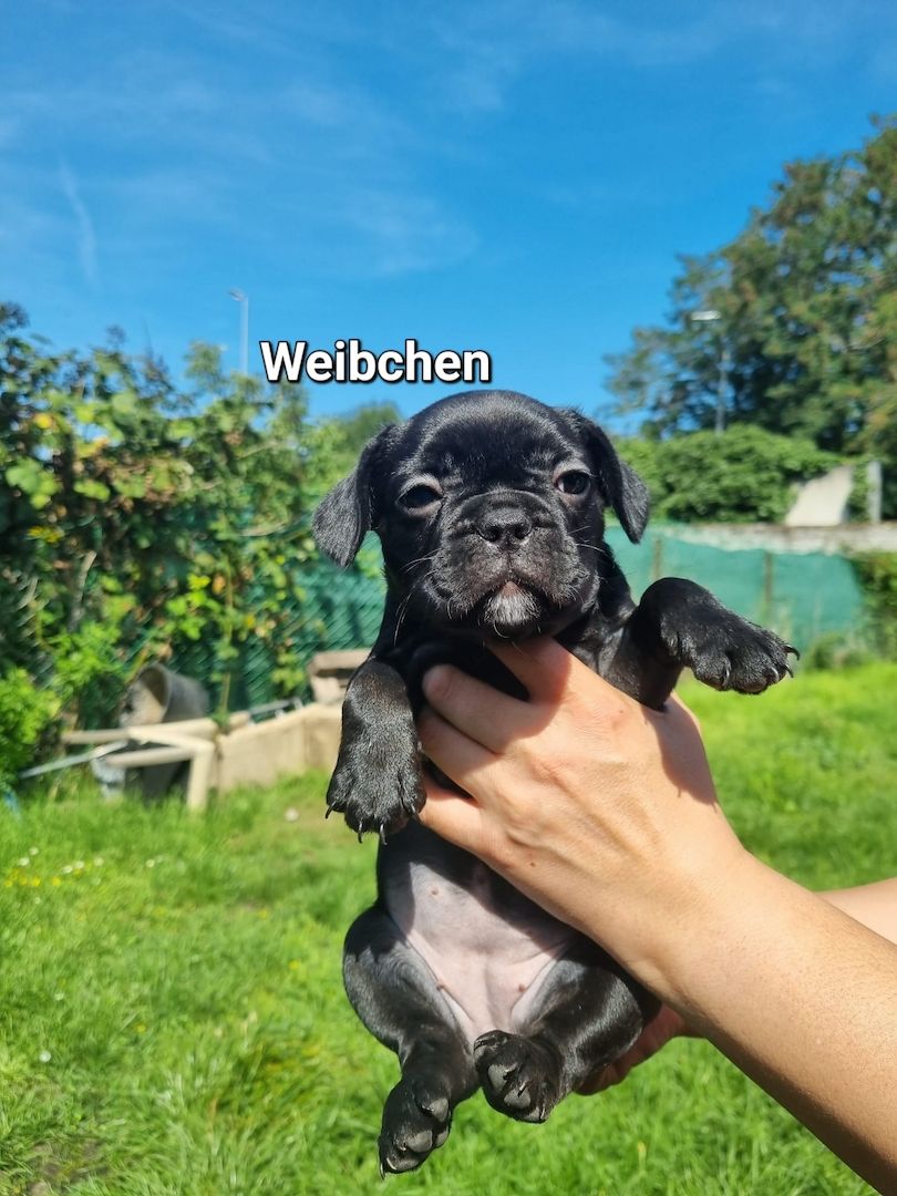 Reinrassige Französiche bulldogge