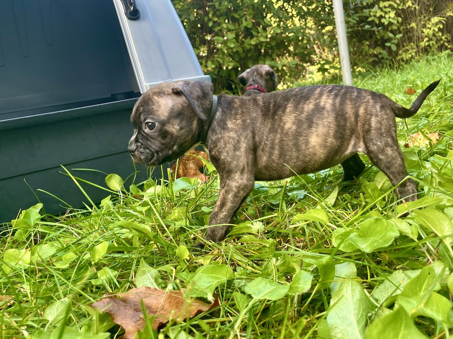 Bulldoggen Mischlinge