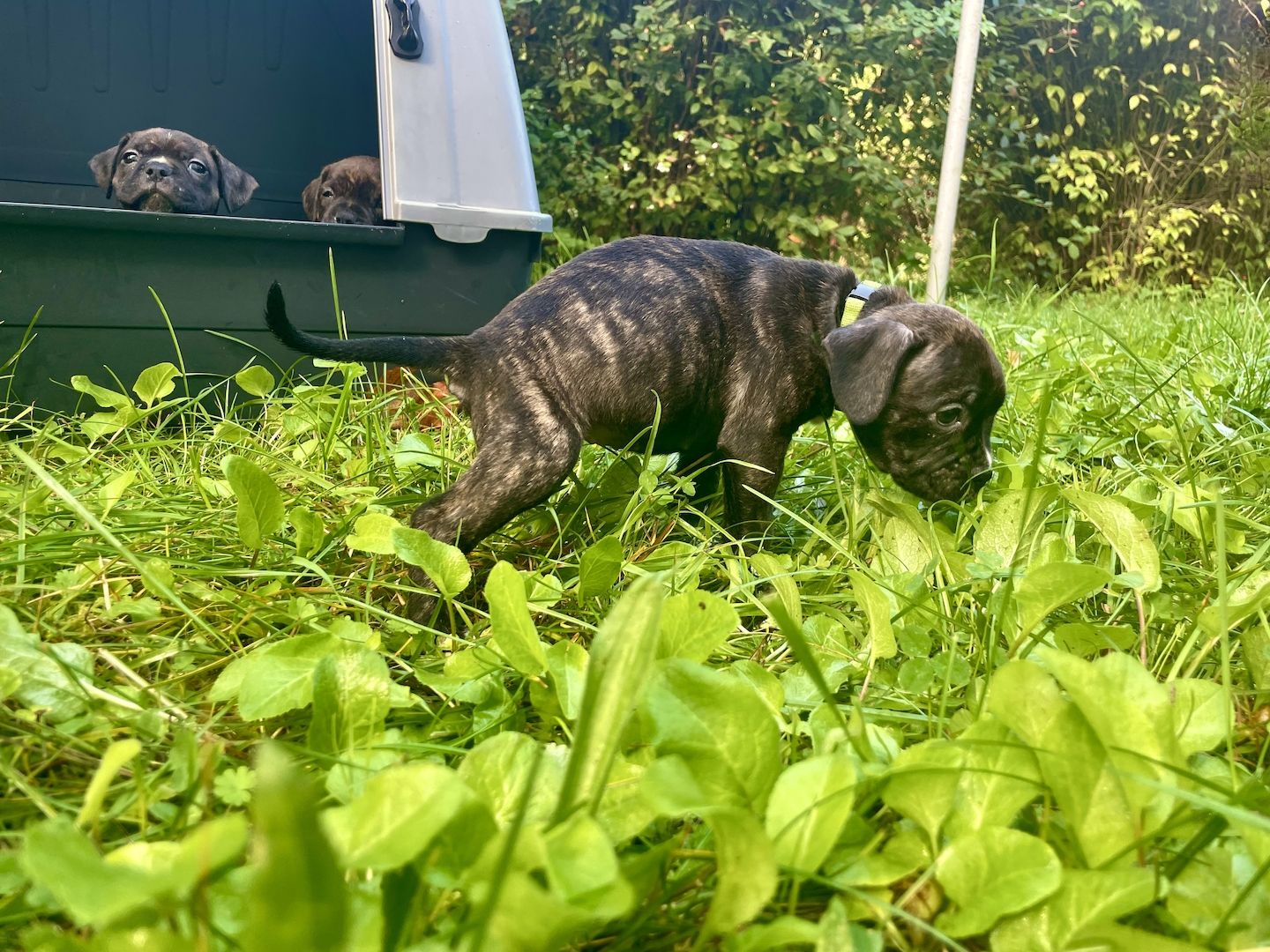 Bulldoggen Mischlinge