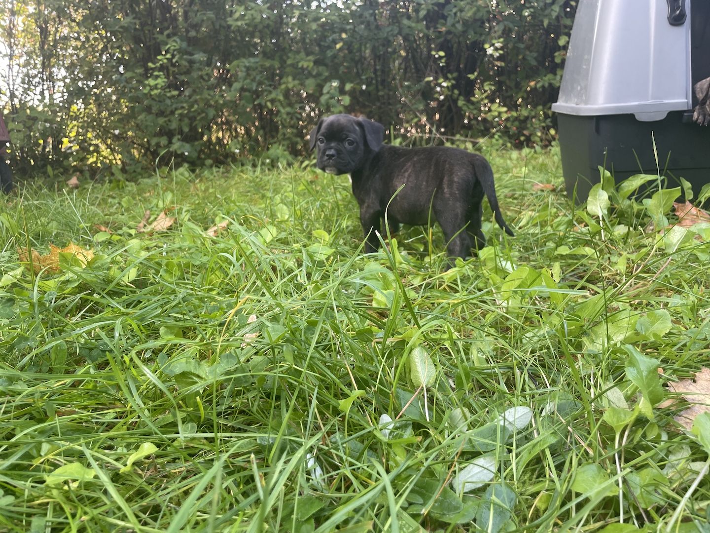 Bulldoggen Mischlinge