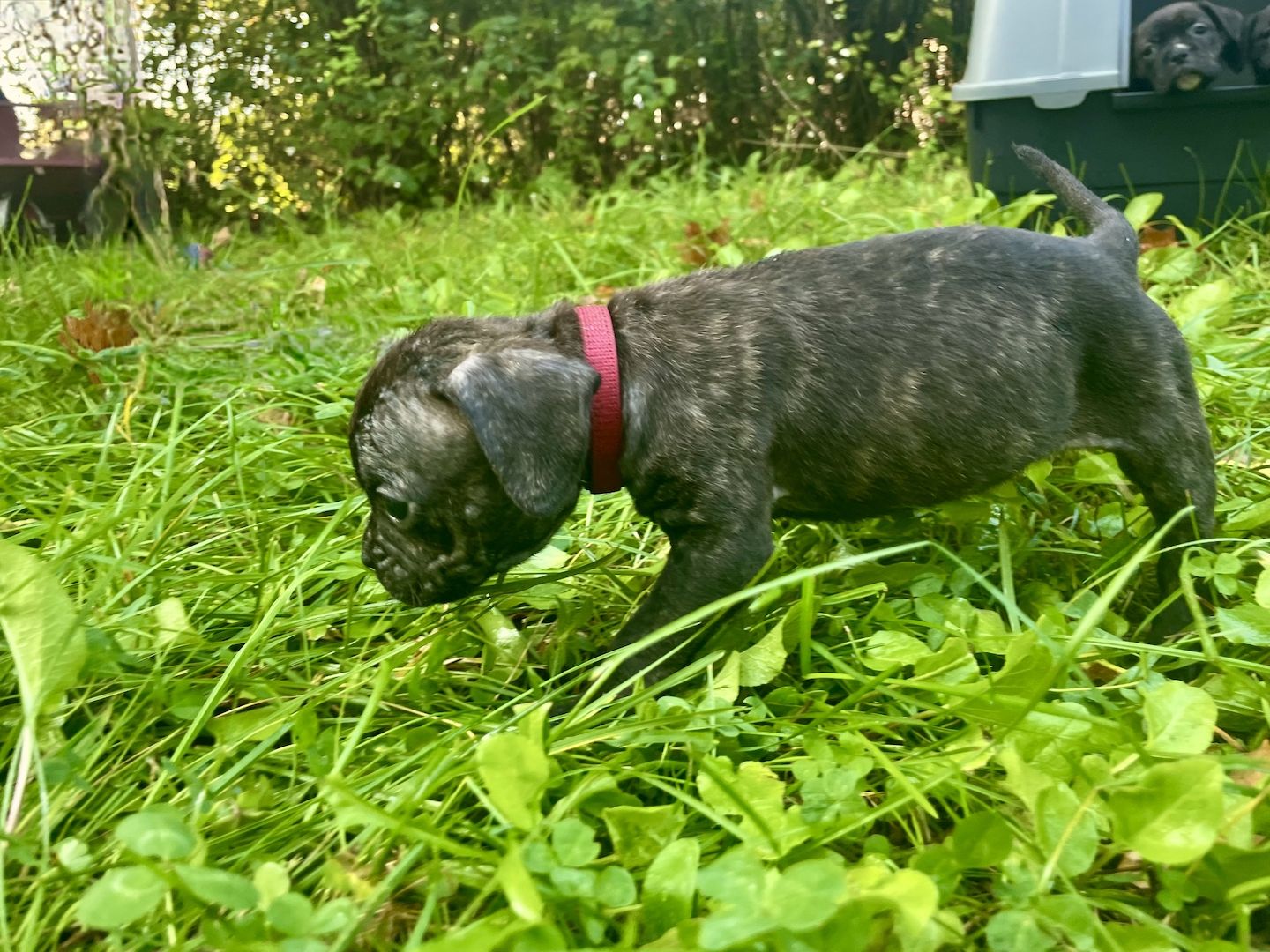 Bulldoggen Mischlinge