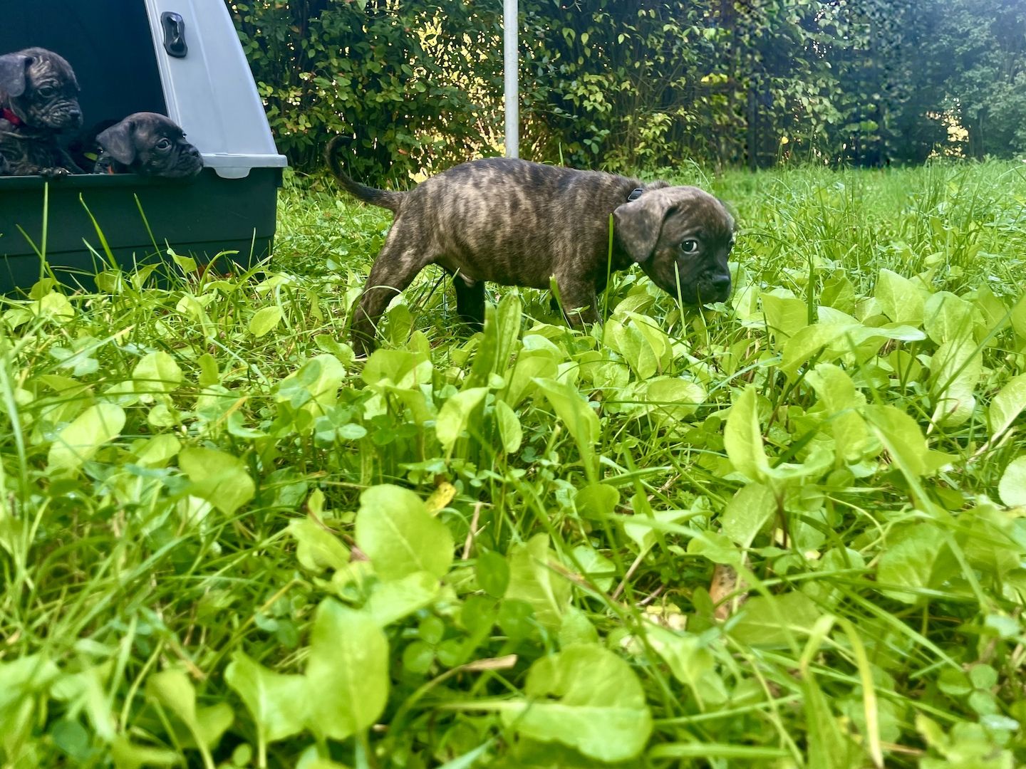 Bulldoggen Mischlinge