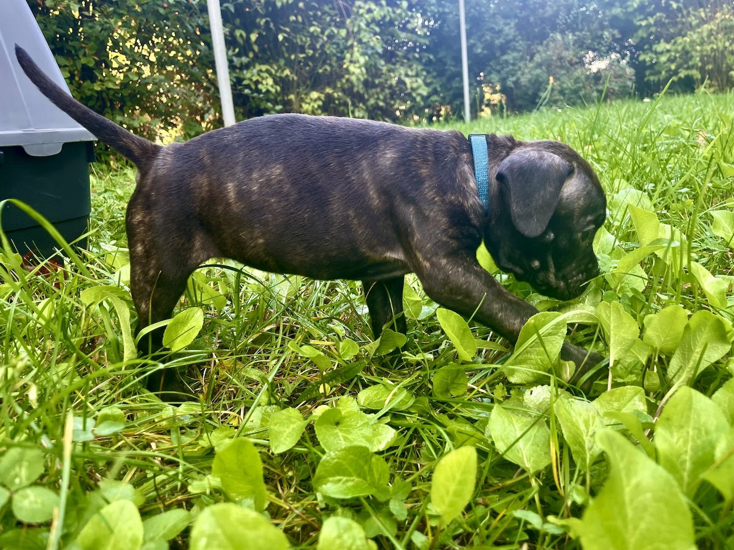 Bulldoggen Mischlinge