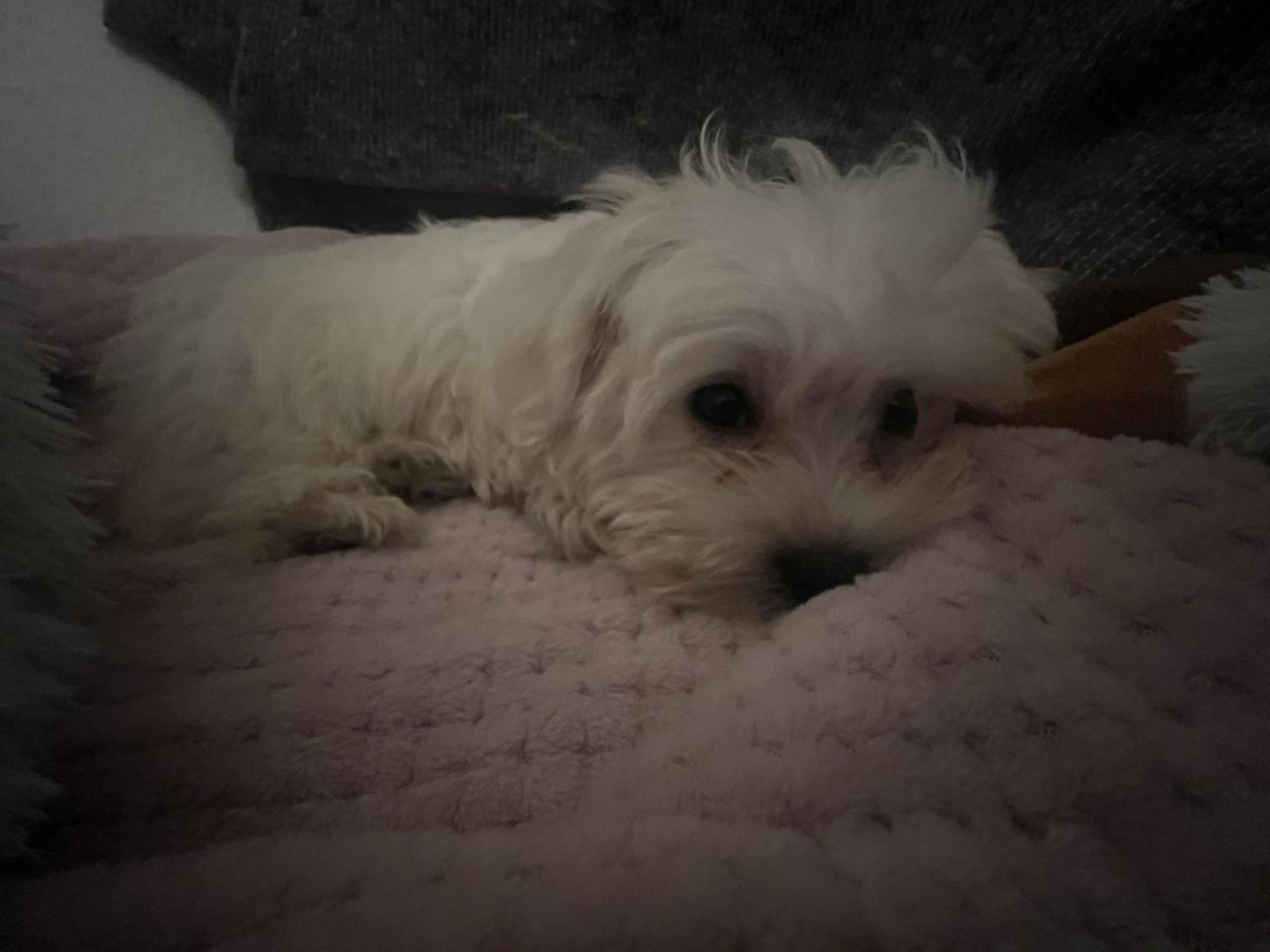 Malteser Welpe Malteser Welpe