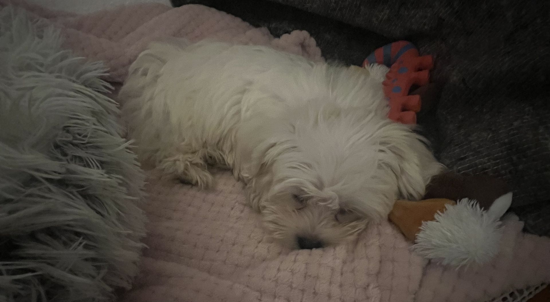 Malteser Welpe Malteser Welpe