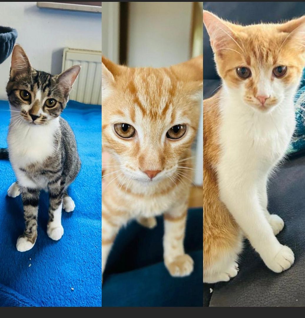 Drei Katzen suchen zuhause