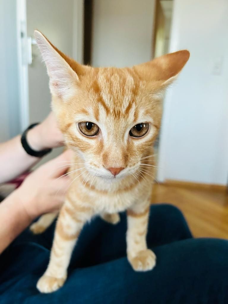 Drei Katzen suchen zuhause